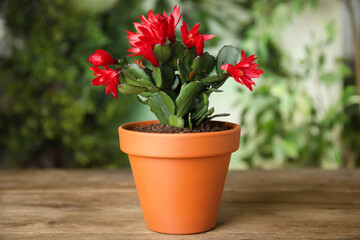 Beautiful blooming Schlumbergera (Christmas or Thanksgiving cactus) in pot on wooden table