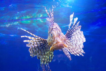 Dangerous Lionfish zebra fish in the Indian ocean water.