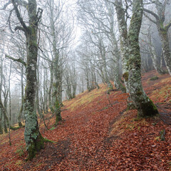 Forest around Lac Pavin, Auvergne, France
