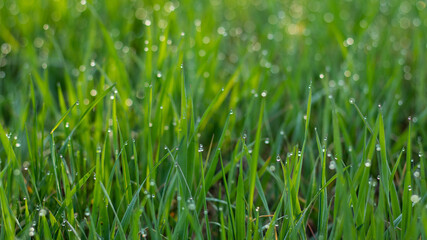 배경으로사용 가능한 이슬맞은 푸른 잔디(Dew green grass that can be used as a background)