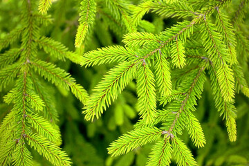 Fir green thorny branches close-up.