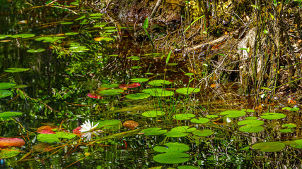 American Alligator babies at Okefenokee Swamp Park, South Georgia.