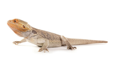 Bearded Dragon