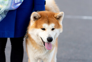 Adult Akita Inu, next to the hostess.