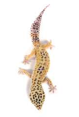 Naklejka premium Leopard Gecko