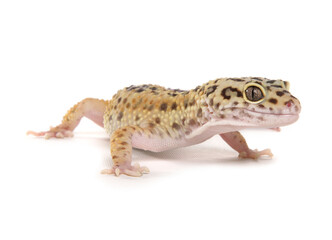 Leopard Gecko
