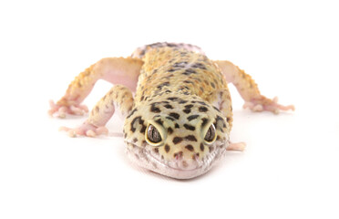 Leopard Gecko