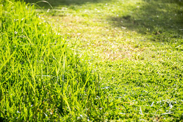Grass cut with lawn mower. Half of the grass trimmed and half is still long. Fress cut backyard in the sunlihgt.