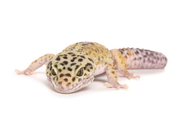 Leopard Gecko