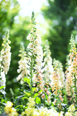 夏のジギタリス