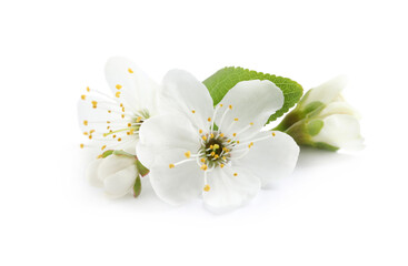Naklejka na ściany i meble Beautiful cherry blossoms with green leaves isolated on white
