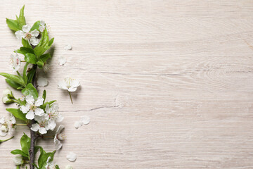 Fototapeta na wymiar Cherry tree branch with beautiful blossoms on white wooden table, flat lay. Space for text
