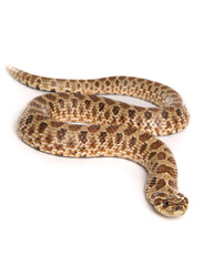 Western Hog-nosed Snake