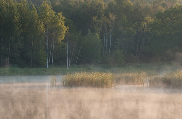 Fototapeta mgła nad jeziorem w lesie obraz