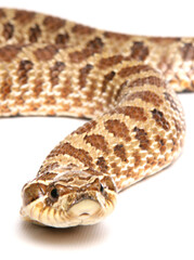 Western Hog-nosed Snake