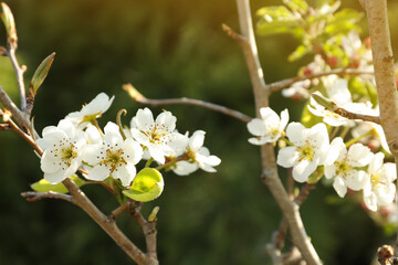 Closeup view of pear tree blossoms outdoors on sunny day