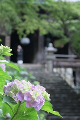 長谷寺本堂と紫陽花