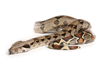 Boa Constrictor Snake