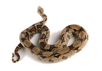 Fototapeta premium Boa Constrictor Snake
