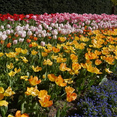 Springtime Tulip Bulbs Flowering In Park