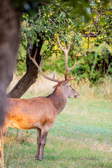 A magnificent male deer is eating in the woods
