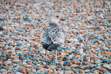 Seagull portrait on gravel beach in England