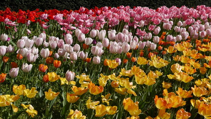 Springtime Tulip Bulbs Flowering