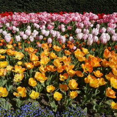 Springtime Tulip Bulbs Flowering