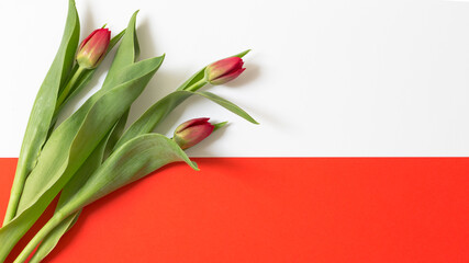 Trzy czerwone tulipany na biało czerwonym tle, flaga Polski - obrazy, fototapety, plakaty