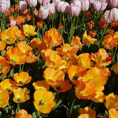 Springtime Tulip Bulbs Flowering