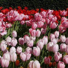 Springtime Tulip Bulbs Flowering