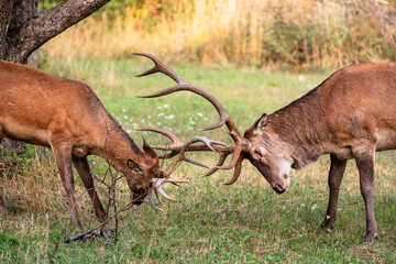 Two male deer fight with their big antlers