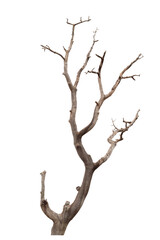 Dry branch of dead tree with cracked dark bark.beautiful dry branch of tree isolated on white background.Single old and dead tree.Dry wooden stick from the forest isolated on white background .