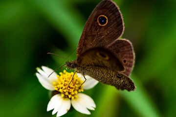 A butterfly perched on a wild flower