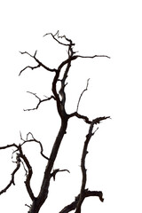 Obraz premium Dry branchs of dead tree with cracked dark bark.beautiful dry branchs of tree isolated on white background.Dry wooden stick from the forest isolated on white background .