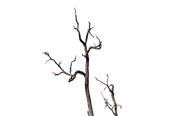 Dry branchs of dead tree with cracked dark bark.beautiful dry branchs of tree isolated on white background.Dry wooden stick from the forest isolated on white background .