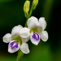 Tiny Orchid 