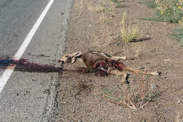 Tuinposter The car hit a roe deer to death on the track. Dead roe deer on the side of the road.   © Nurlan Tastanbekov