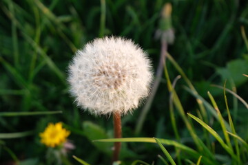 Dandelion in a large green field