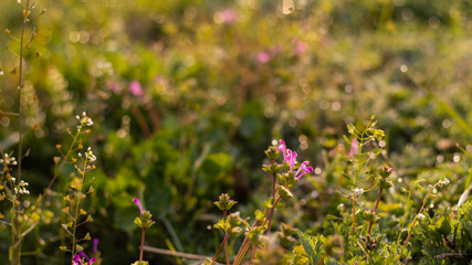 배경으로 사용 가능한 꽃 이미지(Flower image that can be used as a background)