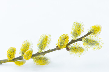 The twig of willow with pollen on the gray background
