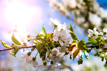 blooming cherry branches on the background of the sunny sky in the garden in spring