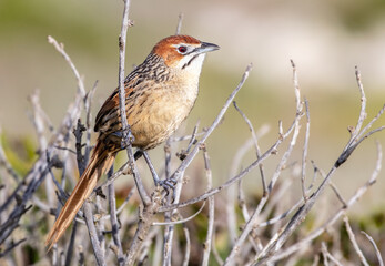 Cape Grassbird - Sphenoeacus afer