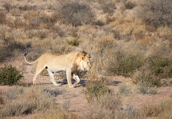 Naklejka na ściany i meble lion in the desert