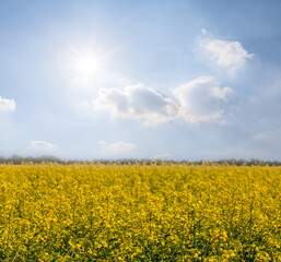 yellow rape field in light of sparkle sun, agricultural background, countryside rural scene