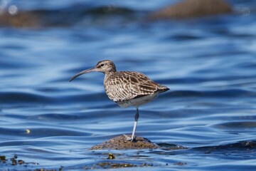 Whimbrel conserving warmth by standing on one leg.