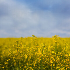 closeup yellow rape field at the bright spring day, agricultural background, countryside rural scene