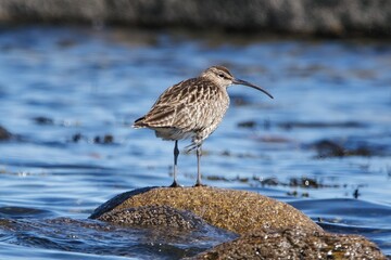 Whimbrel resting in Ireland on their Spring migration to the north.