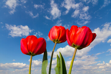 closeup heap of red tulip on blue cloudy sky background, natural countryside scene