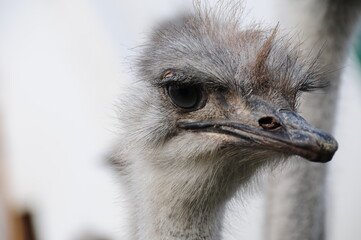 ostrich bird head front portrait in the park